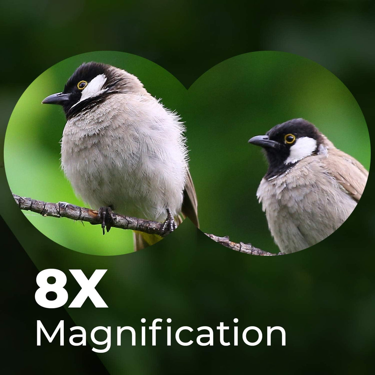Wingspan Optics FieldView 8X32 Compact Binoculars for Bird Watching. Lightweight and Compact for Hours of Bright, Clear Bird Watching. Also for Outdoor Sports Games and Concerts